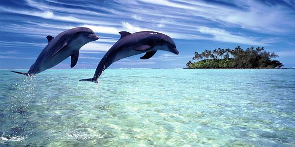 Maldives-whales-and-dolphins.jpg